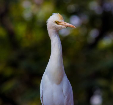 Akbalıkçıl, tropik bölgelerde, subtropik bölgelerde ve ılıman bölgelerde bulunan kozmopolit bir balıkçıl türüdür. Bubulcus, Bubulcus familyasının tek üyesidir, ancak bazı otoriteler bu türün iki alt türünü tam tür olarak kabul etmektedirler., 