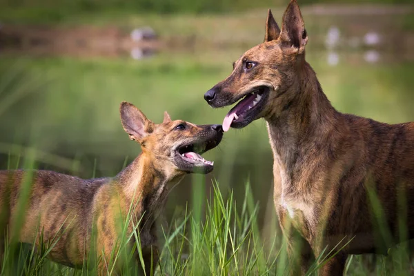 Hunde Spielen Miteinander Gras Oder Auf Den Feldern Aktive Haustiere — Stockfoto