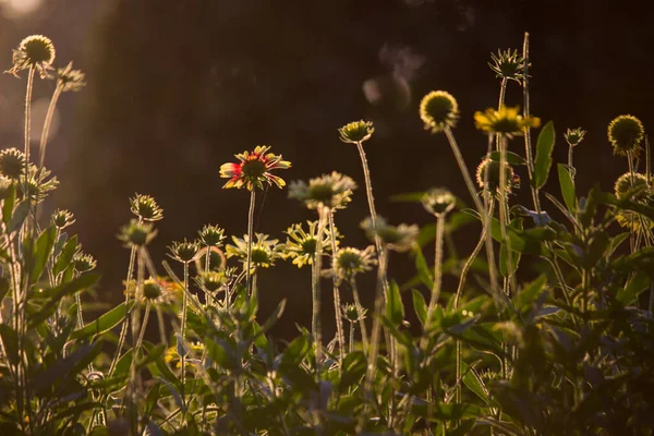 Planta Joven Fresca Que Crece Luz Del Sol Hojas Que —  Fotos de Stock