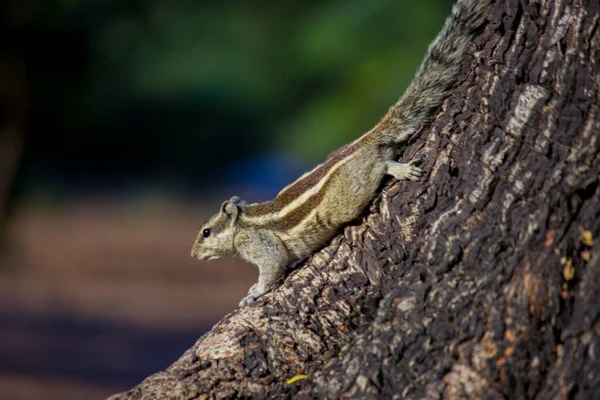 Esquilos São Membros Família Sciuridae Uma Família Que Inclui Roedores — Fotografia de Stock