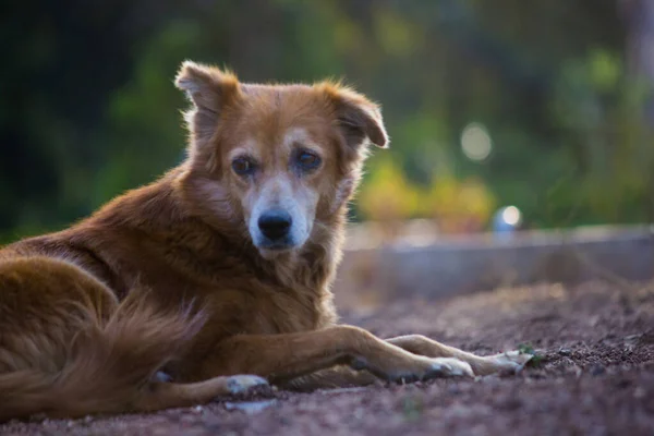 Cão Canis Lupus Familiaris Mamífero Doméstico Família Canidae Carnivora Uma — Fotografia de Stock