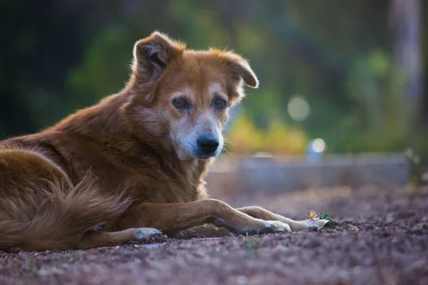 Cão Canis Lupus Familiaris Mamífero Doméstico Família Canidae Carnivora Uma — Fotografia de Stock