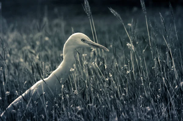 Egret Bird Bubulcus Ibis Heron Perching 식물의 살충제 — 스톡 사진