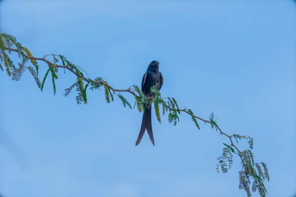 Black Drongo Dicrurus Macrocercus Siedzi Gałęzi Drzewa Tle Błękitnego Nieba — Zdjęcie stockowe
