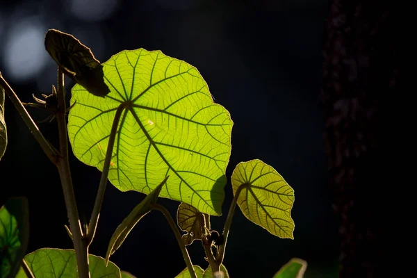 Planta Joven Fresca Que Crece Luz Del Sol Hojas Que —  Fotos de Stock