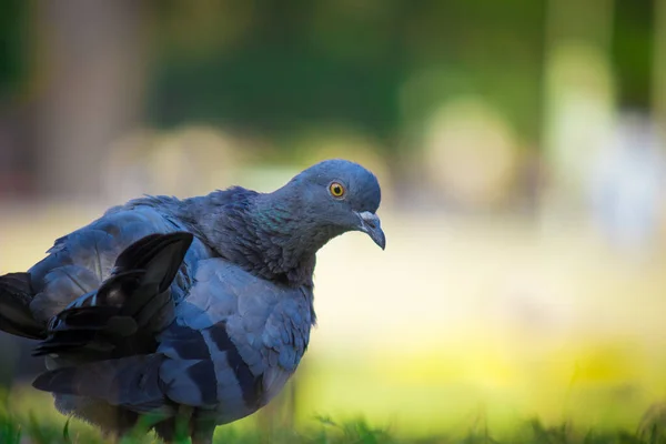 Indian Pigeon Rock Dove Кам Яний Голуб Кам Яний Голуб — стокове фото