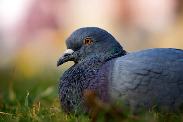 Indian Pigeon Rock Dove Кам Яний Голуб Кам Яний Голуб — стокове фото