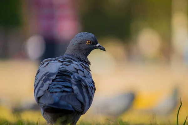 Indian Pigeon Rock Dove Кам Яний Голуб Кам Яний Голуб — стокове фото