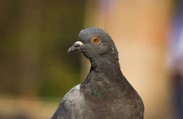 Indian Pigeon Rock Dove Кам Яний Голуб Кам Яний Голуб — стокове фото