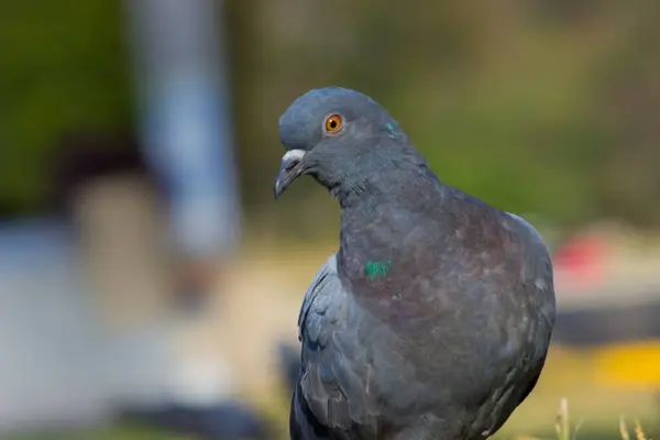 Indian Pigeon Rock Dove Кам Яний Голуб Кам Яний Голуб — стокове фото