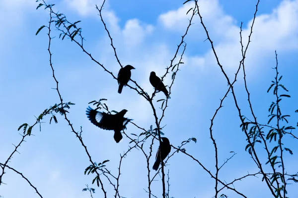 Ein Vogelschwarm Auf Dem Baum Mit Blauem Himmel Hintergrund — Stockfoto