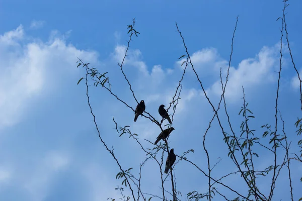 Bando Pássaros Empoleirados Árvore Com Céu Azul Fundo — Fotografia de Stock