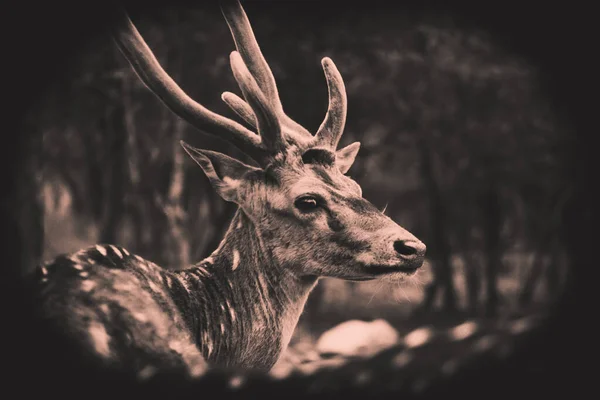 Güneşli Kırmızı Geyik Cervus Elaphus Yaz Doğasında Kameraya Bakan Yeni — Stok fotoğraf