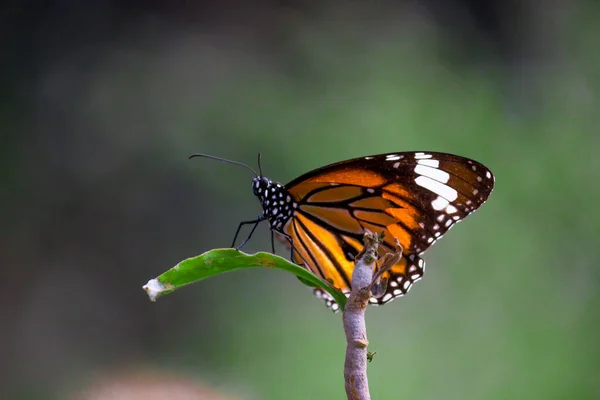 Monarca Farfalla Una Farfalla Monarca Seduta Sulla Pianta Giardino Estivo — Foto Stock