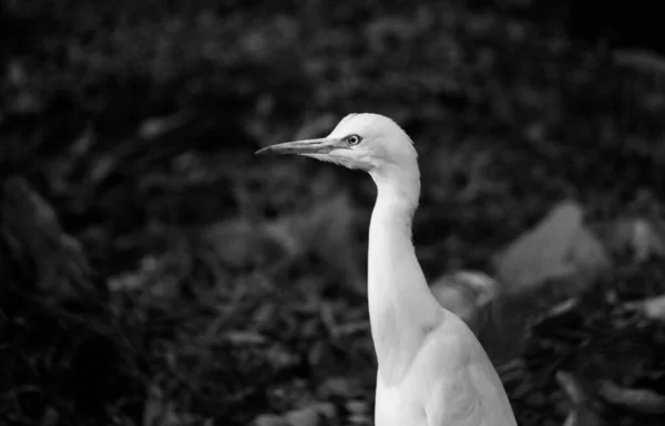 Retrato Gado Egret Fundo Escuro Limpo Agradável — Fotografia de Stock
