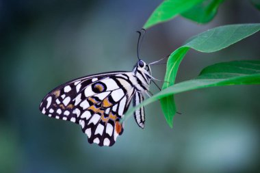  Papilio demoleus yaygın ve yaygın bir kırlangıç kelebeğidir. Kelebek aynı zamanda limon kelebeği, limon kelebeği, limon kırlangıcı ve kırlangıç olarak da bilinir.. 