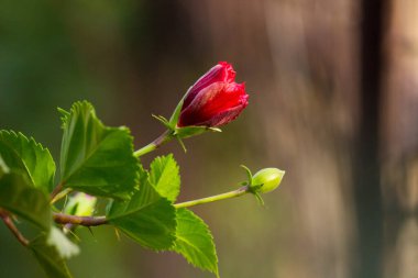 Malvaceae familyasından Hibiscus çiçeği. Hibiscus rosa-sinensis, bilinen adıyla Ayakkabı Çiçeği veya halk dilinde Çin amblemi, Çin gülü, Hawaii amblemi, gül tozu ve Hindistan 'daki bir halk parkında bahar mevsiminde çiçek açan ayakkabı boyası.