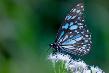 Mavi benekli süt otları kelebekleri ya da yabani otlar doğal ortamda çiçeklerle beslenen kelebekler, makro iğneler, kelebek bahçeleri., 