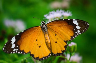 Güzel bir Kara Drongo ağacın dalında oturuyor ve arka planda kameraya bakıyor. 
