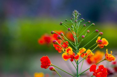 Flamboyant, ve Ateş Ağacı, parkın mavi arka planında parlak turuncu çiçekli Royal Poinciana
