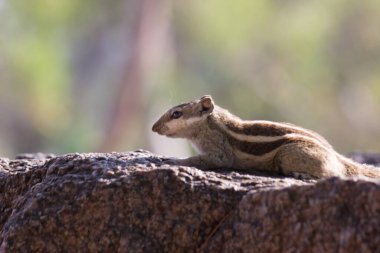 Sincaplar Sciuridae familyasının küçük ya da orta büyüklükteki kemirgenleri içeren üyeleridir. Diğer kemirgenler arasında ağaç sincapları, yer sincapları, sincaplar, dağ sıçanları, uçan sincaplar ve çayır köpekleri var.