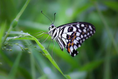 Papilio demoleus yaygın ve yaygın bir kırlangıç kelebeğidir. Kelebek aynı zamanda limon kelebeği, limon kelebeği, limon kırlangıcı ve kırlangıç olarak da bilinir.. 