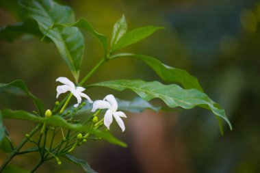 Çiçek ya da çiçek olarak da bilinen çiçek, çiçek açan bitkilerde bulunan üreme yapısıdır. Bir çiçeğin biyolojik işlevi üremeyi kolaylaştırmaktır, genellikle spermlerin yumurta ile birleşmesi için bir mekanizma sağlayarak.