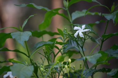 Çiçek ya da çiçek olarak da bilinen çiçek, çiçek açan bitkilerde bulunan üreme yapısıdır. Bir çiçeğin biyolojik işlevi üremeyi kolaylaştırmaktır, genellikle spermlerin yumurta ile birleşmesi için bir mekanizma sağlayarak.