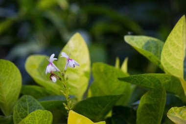 Çiçek ya da çiçek olarak da bilinen çiçek, çiçek açan bitkilerde bulunan üreme yapısıdır. Bir çiçeğin biyolojik işlevi üremeyi kolaylaştırmaktır, genellikle spermlerin yumurta ile birleşmesi için bir mekanizma sağlayarak.