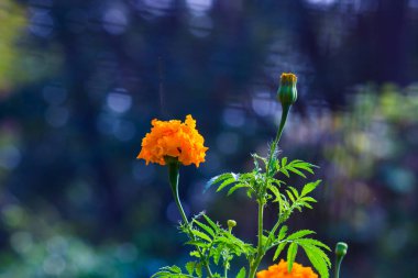 Tagetes, Asteraceae familyasından yıllık veya uzun ömürlü bir bitki cinsidir. İngilizcede kadife çiçeği olarak bilinen çeşitli bitki grupları arasındadırlar. Tagetes cinsi Carl Linnaeus tarafından 1753 yılında tanımlanmıştır..