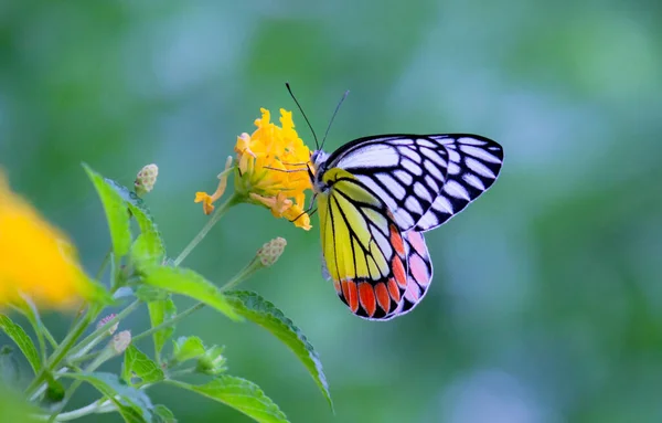 Güzel bir Jezebel Kelebeği (Delias Eucharis), bulanık yeşil arka planda bulunan renkli kanatların yakın plan görüntüsü olan Lantana çiçeklerinin üzerinde oturmaktadır, Hyderabad, Hindistan