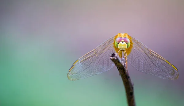 Dragonfly Neergestreken Stengel Een Mooie Naturen Achtergrond — Stockfoto