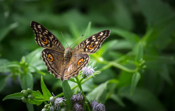 Junonia Almana Pavock Pansy Вид Нахальной Бабочки Найденный Камбодии Южной — стоковое фото