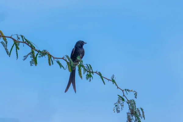 Güzel Bir Kara Drongo Ağacın Dalında Oturuyor Arka Planda Kameraya — Stok fotoğraf