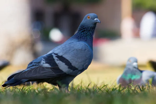 Portrét Domácího Holuba Nebo Holuba Skalního Trávě Měkkém Rozmazaném Pozadí — Stock fotografie