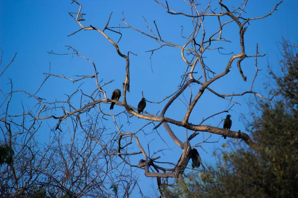 Flock Birds Perched Tree Blue Sky Background — Stock Photo, Image