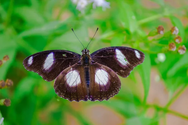 Uma Borboleta Egggly Com Asas Abertas Luz Natural Durante Primavera — Fotografia de Stock