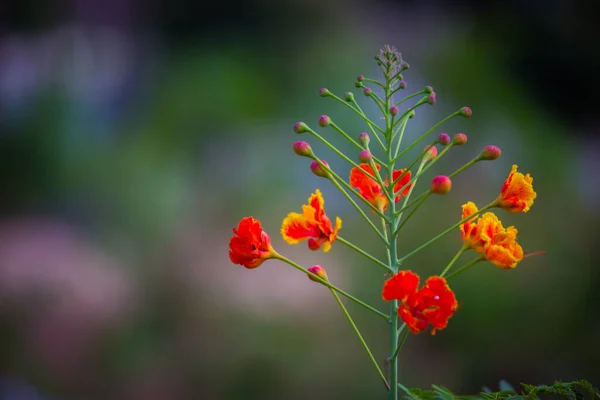 Flam Boarant Flame Tree Royal Poinciana Яскравими Помаранчевими Квітами Синьому — стокове фото