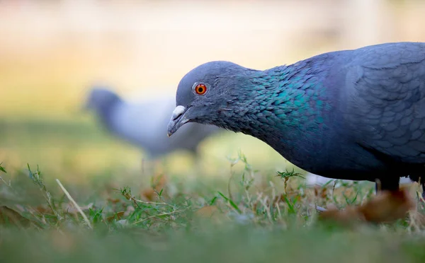 Portrét Domácího Holuba Nebo Holuba Skalního Trávě Měkkém Rozmazaném Pozadí — Stock fotografie