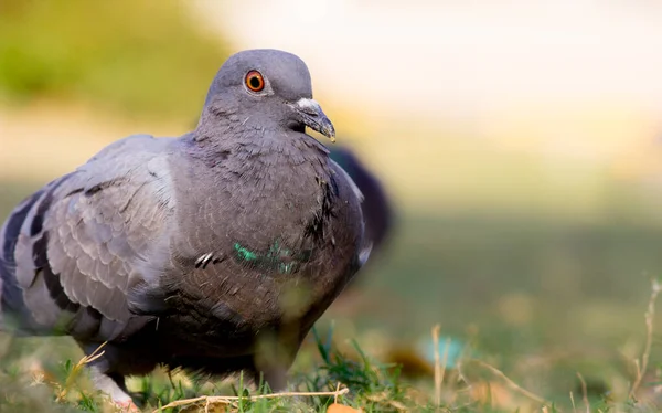 Portrét Domácího Holuba Nebo Holuba Skalního Trávě Měkkém Rozmazaném Pozadí — Stock fotografie