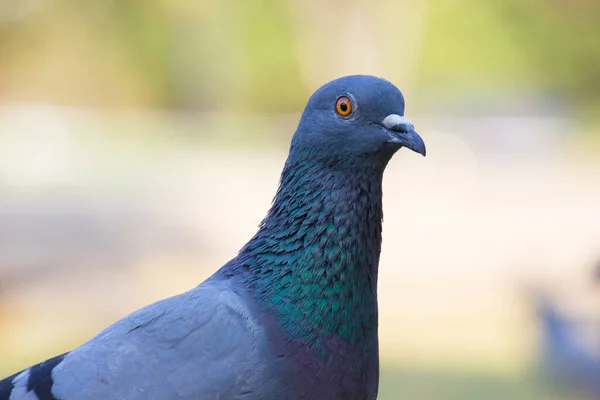 Portrét Domácího Holuba Nebo Holuba Skalního Trávě Měkkém Rozmazaném Pozadí — Stock fotografie