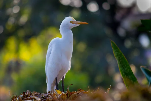 Bubulcus Ibis Heron Common Known Cattle Egret Космополітичний Вид Зустрічається — стокове фото