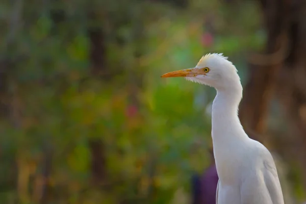 Bubulcus Ibis Vagy Heron Vagy Közismert Nevén Marha Egret Egy — Stock Fotó