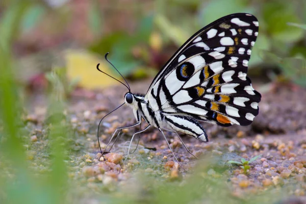 Papilio Demoleus Common Widespread Swallowtail Butterfly Butterfly Also Known Lime — Stock Photo, Image