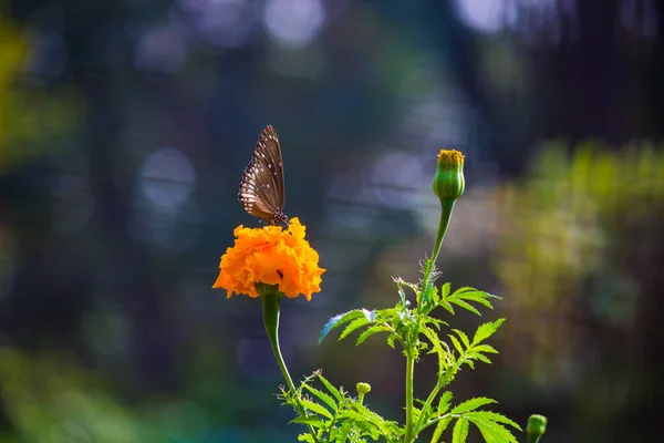 タゲテス Tagetes 毎年または多年生の属で 主にヒマワリ科の草本植物です 彼らはマリーゴールドとして英語で知られている植物のいくつかのグループの中にあります タゲテス属は1753年にカール リンネによって記載された — ストック写真