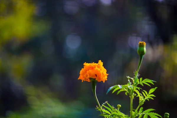 Tagetes Género Plantas Herbáceas Perteneciente Familia Asteraceae Encuentran Entre Varios —  Fotos de Stock