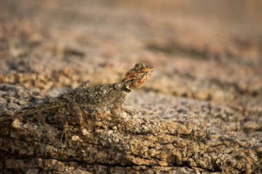  Kaya kertenkelesi Kaya 'da kamufle oldu