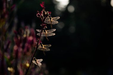 Celosia 'da dinlenen yusufçuk ya da yumuşak bulanık bir arka planda Horoz' un tarağı