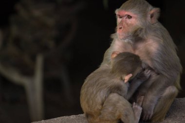 Maymun, Simiiformes altyapısındaki bazı maymun memeli gruplarına veya türlerine atıfta bulunan yaygın bir isimdir. Bu terim, Yeni Dünya maymunları ve Eski Dünya maymunlarının aileleri gibi primat gruplarına tanımlayıcı bir şekilde uygulanır.