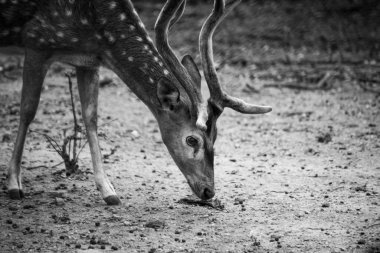  Güneşli kırmızı geyik, cervus elaphus, yaz doğasında kameraya bakan yeni boynuzlu geyik. Kopya alanı olan otçulları yan görüş alanından uyar. Kahverengi kürklü vahşi hayvan saman tarlasında gözcülük yapıyor.